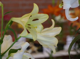 Foto: Dr. Peter Müller